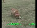 Bulldog inglese Mabel al parco