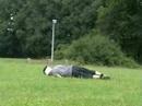 het leven zoals het is: speelplein afl4