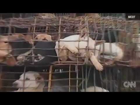thai dog