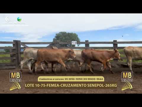 540� LEIL�O VIRTUAL MB LEIL�ES