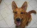 CGRHD interviews STELLA the VIDEO GAME DOG