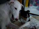 galgo hilfe    pippi lotta und lisura