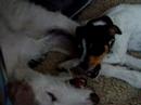 galgo hilfe    pippi lotta und lisura