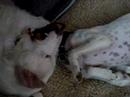 galgo hilfe    pippi lotta und lisura