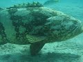 Goliath Grouper and a Barracuda