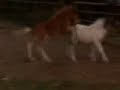 paarden sex akon i wanna f*ck you