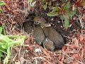 Baby Bunny Rabbits in the Garden