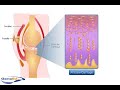 Articular cartilage