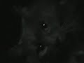Ominous Cat 3: Ominous with a Vengeance