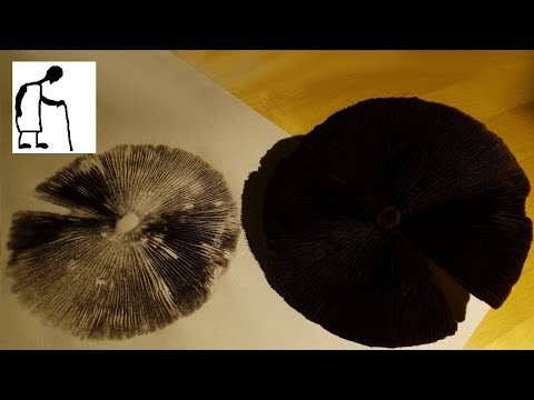 how to collect mushroom spores