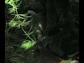 Betta mandor mating II