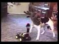 comedy28 afv comedy