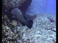 Grouper shot