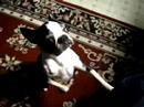 Chipper the Boston Terrier Chipper the Boston Terrier