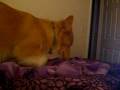 videos de Luna preparing her nest