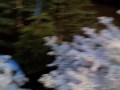 Emerald Forest Christmas Trees.mov
