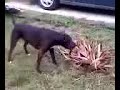 Hanging with Mudd the pitbull! Hanging with Mudd the pitbull!