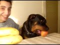 hera! my crazy crazy dog