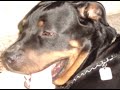 hera! my crazy crazy dog