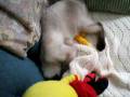videos de Uryuu the Siamese Kitten vs Yellow Candy Cane