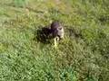 wolf cub