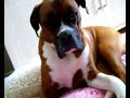 beau boxer dog struggles to stay awake