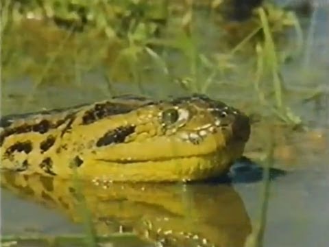 Vida Selvagem - Pantanal - Parte 2 / 5
