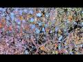 Abscission
