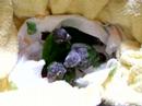 Baby green cheeked conures