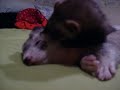 Furico e Fil� 2