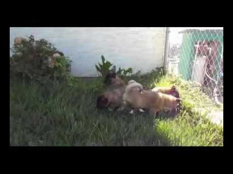 Female Brinks Akitas At Play