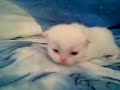 Persian Kitten