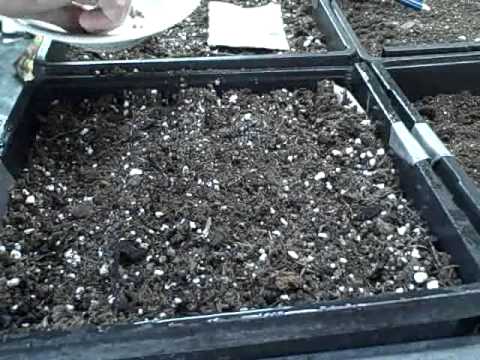 how to transplant swiss chard seedlings