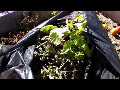 How to Wrestle a Dead Tomato Plant into a Trash Bag