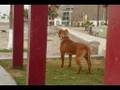 pitbull red nose apbt amstaff fotos videos