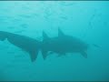 shark attack