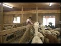 The Alpaca Meet and Greet
