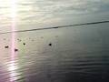 Quacker Smackin't With Brou