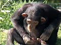 monkey-water
