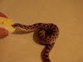Nom Nom Nom: Hognose vs. Egg