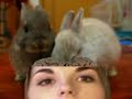 Lonleygirl15 and the brain eating bunnies