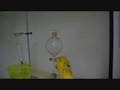 Experimento Dióxido de Nitrogênio