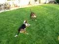 Rocky Playing With Sue