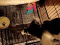 Pinck Pups 2-06-08