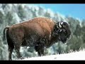 Wild life