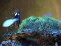 Green Star Polyps hosting Tomato Clownfish