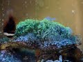 Green Star Polyps hosting Tomato Clownfish Green Star Polyps hosting Tomato Clownfish