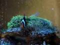 Green Star Polyps hosting Tomato Clownfish