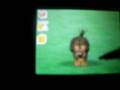 videos de Two Weird Dogs at the Park Part 2
