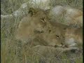 Lionesses and Cubs Djuma PM Drive 07/08/07 - 2